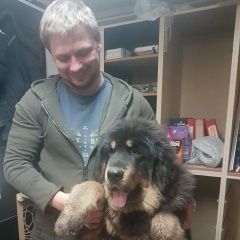 Подробнее об объявлении «Пропала собака кобель любимый щенок Москва» Фото: пропала собака Тибетский мастифф «Пропала собака кобель любимый щенок Москва» в г. Москва