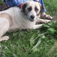 ����: ������� ������  �������� ������ ������. �������� � �. �������