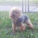 Подробнее об объявлении «Пропала собака кобель йоркширский терьер Санкт-Петербург» Фото: пропала собака Йоркширский терьер «Пропала собака кобель йоркширский терьер...» в г. Санкт-Петербург