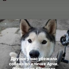 Подробнее об объявлении «Волгоград Пропала собака кобель» Фото: пропала собака  «Волгоград Пропала собака кобель» в г. Волгоград
