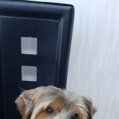 Подробнее об объявлении «Пропала собака кобель Санкт-Петербург» Фото: пропала собака Йоркширский терьер «Пропала собака кобель Санкт-Петербург» в г. Санкт-Петербург