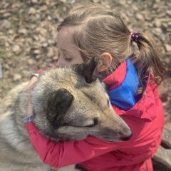 Подробнее об объявлении «Пропала собака в районе снт восход-д Дмитров» Фото: пропала собака Западно-сибирская лайка «Пропала собака в районе снт восход-д Дмитров» в г. Дмитров
