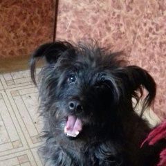 Подробнее об объявлении «Кемерово Пропала собака кобель любимец семьи» Фото: пропала собака  «Кемерово Пропала собака кобель любимец семьи» в г. Кемерово