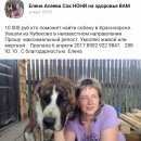 Подробнее об объявлении «Красноярск Пропала собака, девочка.найда» Фото: пропала собака  «Красноярск Пропала собака, девочка.найда» в г. Красноярск