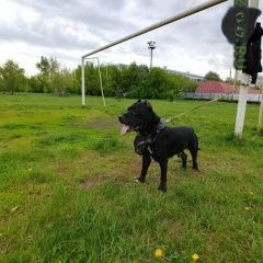 Подробнее об объявлении «Пропала собака кобель стаффорд черный 9лет Самара» Фото: пропала собака Американский стаффордширский терьер «Пропала собака кобель стаффорд черный 9лет Самара» в г. Самара