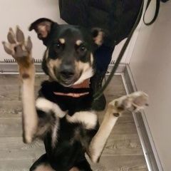 Подробнее об объявлении «Пропала собака кобель Москва» Фото: пропала собака  «Пропала собака кобель Москва» в г. Москва