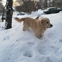 Подробнее об объявлении «Барнаул Пропала собака кобель помогите» Фото: пропала собака Голден ретривер «Барнаул Пропала собака кобель помогите» в г. Барнаул