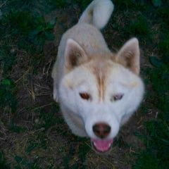 Подробнее об объявлении «Пропала собака помогите найти собаку Санкт-Петербург» Фото: пропала собака Сибирская хаски «Пропала собака помогите найти собаку...» в г. Санкт-Петербург