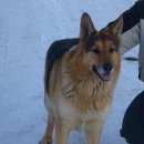 Подробнее об объявлении «Великие Луки Пропала собака кобель» Фото: пропала собака Немецкая овчарка «Великие Луки Пропала собака кобель» в г. Великие Луки