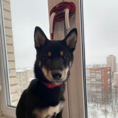 Подробнее об объявлении «Пропала собака кобель помогите найти члена семьи Санкт-Петербург» Фото: пропала собака Акита-ину «Пропала собака кобель помогите найти члена...» в г. Санкт-Петербург