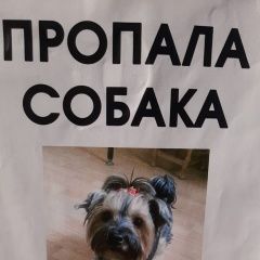 Подробнее об объявлении «Москва Пропала собака» Фото: пропала собака Йоркширский терьер «Москва Пропала собака» в г. Москва
