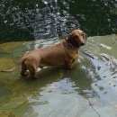 Подробнее об объявлении «Челябинск Пропала собака кобель такса» Фото: пропала собака Такса «Челябинск Пропала собака кобель такса» в г. Челябинск