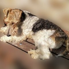 Подробнее об объявлении «Пропала собака без ошейника, не кусается, миролюбивая Санкт-Петербург» Фото: пропала собака Фокстерьер «Пропала собака без ошейника, не кусается,...» в г. Санкт-Петербург