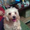 Подробнее об объявлении «Покров Пропала собака моя собачка» Фото: пропала собака Мальтийская болонка «Покров Пропала собака моя собачка» в г. Покров