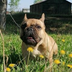 Подробнее об объявлении «Пропала собака ищем собаку французского бульдога Томск» Фото: пропала собака Французский бульдог «Пропала собака ищем собаку французского...» в г. Томск