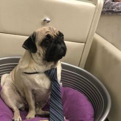 Подробнее об объявлении «Подольск Пропала собака мопс бежевого цвета с чёрной мордой.» Фото: пропала собака Мопс «Подольск Пропала собака мопс бежевого цвета с...» в г. Подольск