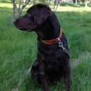 Подробнее об объявлении «Красноярск Пропала собака кобель лабрадор» Фото: пропала собака Лабрадор ретривер «Красноярск Пропала собака кобель лабрадор» в г. Красноярск