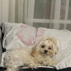 ����: ������� ������  �������� ������� ������ ������� ������� ��...� � �. �������
