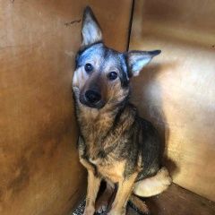 Подробнее об объявлении «Пропала собака Некрасовка» Фото: пропала собака  «Пропала собака Некрасовка» в г. Некрасовка