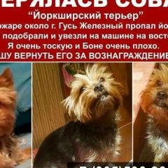 Подробнее об объявлении «Гусь Железный Пропала собака кобель помогите, чтобы люди увидели эти сообщени» Фото: пропала собака Йоркширский терьер «Гусь Железный Пропала собака кобель помогите,...» в г. Гусь Железный