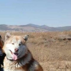 Подробнее об объявлении «Улан-Удэ Пропала собака кобель» Фото: пропала собака Аляскинский маламут «Улан-Удэ Пропала собака кобель» в г. Улан-Удэ