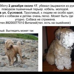 Подробнее об объявлении «Нижний Новгород Пропала собака кобель помогите найти» Фото: пропала собака Пшеничный мягкошерстный терьер «Нижний Новгород Пропала собака кобель помогите...» в г. Нижний Новгород