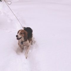 Подробнее об объявлении «Пучеж Пропала собака кобель пёс» Фото: пропала собака Гончая «Пучеж Пропала собака кобель пёс» в г. Пучеж