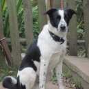 Подробнее об объявлении «Пропала собака кобель Нижний Новгород» Фото: пропала собака  «Пропала собака кобель Нижний Новгород» в г. Нижний Новгород