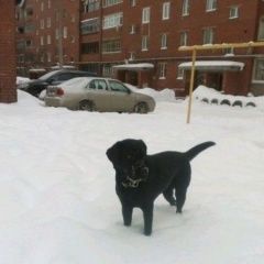 Подробнее об объявлении «Белоярский (Свердловская обл.) Пропала собака черный лабрадор девочка» Фото: пропала собака Лабрадор ретривер «Белоярский (Свердловская обл.) Пропала собака...» в г. Белоярский (Свердловская обл.)