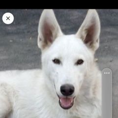 Подробнее об объявлении «Усолье-Сибирское (Иркутская обл.) Пропала собака кобель» Фото: пропала собака  «Усолье-Сибирское (Иркутская обл.) Пропала...» в г. Усолье-Сибирское (Иркутская обл.)