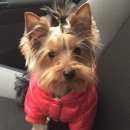 Подробнее об объявлении «Анапа Пропала собака кобель» Фото: пропала собака  «Анапа Пропала собака кобель» в г. Анапа