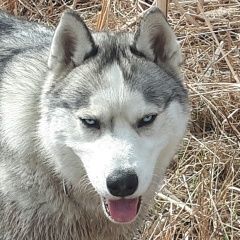 Подробнее об объявлении «Омск Пропала собака кобель молодой хаски» Фото: пропала собака Сибирская хаски «Омск Пропала собака кобель молодой хаски» в г. Омск