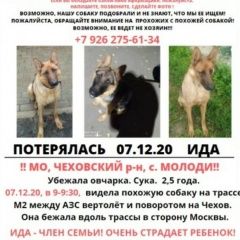 Подробнее об объявлении «Подольск Пропала собака кобель немецкая овчарка» Фото: пропала собака Немецкая овчарка «Подольск Пропала собака кобель немецкая овчарка» в г. Подольск