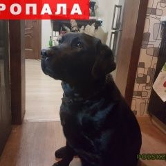 Подробнее об объявлении «Пропала собака Таганрог» Фото: пропала собака  «Пропала собака Таганрог» в г. Таганрог