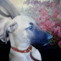 Подробнее об объявлении «Пропала собака кобель Клязьма» Фото: пропала собака Уиппет «Пропала собака кобель Клязьма» в г. Клязьма