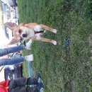 Подробнее об объявлении «Пропала собака кобель чихуахуа Нижний Новгород» Фото: пропала собака Чихуахуа «Пропала собака кобель чихуахуа Нижний Новгород» в г. Нижний Новгород