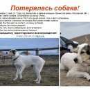 Подробнее об объявлении «Пропала собака повторное: девочка, метис алабая Видное» Фото: пропала собака Среднеазиатская овчарка «Пропала собака повторное: девочка, метис алабая...» в г. Видное