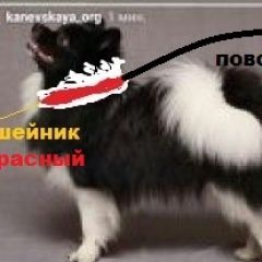 Подробнее об объявлении «Пропала собака кобель в каневской на ж/д вокзале ноября Каневская» Фото: пропала собака  «Пропала собака кобель в каневской на ж/д...» в г. Каневская