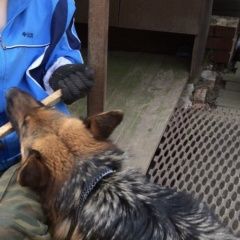 Подробнее об объявлении «Фрязино Пропала собака» Фото: пропала собака Немецкая овчарка «Фрязино Пропала собака» в г. Фрязино