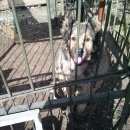 Подробнее об объявлении «Астана Пропала собака» Фото: пропала собака Кавказская овчарка «Астана Пропала собака» в г. Астана