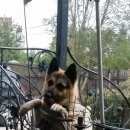 Подробнее об объявлении «Санкт-Петербург Пропала собака кобель восточноевропейская овчарка, капитолово» Фото: пропала собака Восточно-европейская овчарка «Санкт-Петербург Пропала собака кобель...» в г. Санкт-Петербург