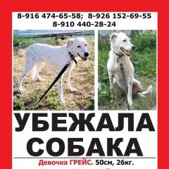 Подробнее об объявлении «Москва Пропала собака потерялась белая собака в крапинку» Фото: пропала собака  «Москва Пропала собака потерялась белая собака в...» в г. Москва