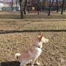 Подробнее об объявлении «Пропала собака кобель Санкт-Петербург» Фото: пропала собака  «Пропала собака кобель Санкт-Петербург» в г. Санкт-Петербург