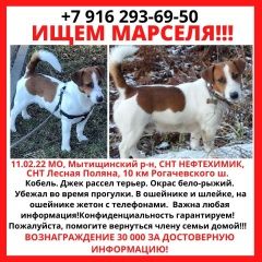 Подробнее об объявлении «Лобня Пропала собака кобель продолжаем поиски марселя» Фото: пропала собака Джек рассел терьер «Лобня Пропала собака кобель продолжаем поиски...» в г. Лобня