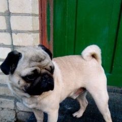 Подробнее об объявлении «Пропала собака кобель мопс Таганрог» Фото: пропала собака Мопс «Пропала собака кобель мопс Таганрог» в г. Таганрог