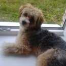 Подробнее об объявлении «Пропала собака кобель максимальный репост, пожалуйста  Троицк» Фото: пропала собака Китайская хохлатая собака «Пропала собака кобель максимальный репост,...» в г. Троицк