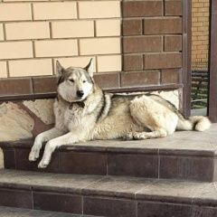 Подробнее об объявлении «Пропала собака кобель лайка Зеленоград» Фото: пропала собака Западно-сибирская лайка «Пропала собака кобель лайка Зеленоград» в г. Зеленоград