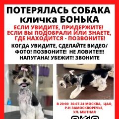 Подробнее об объявлении «Москва Пропала собака помогите найти» Фото: пропала собака  «Москва Пропала собака помогите найти» в г. Москва