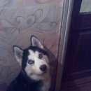 Подробнее об объявлении «Иваново Пропала собака кобель» Фото: пропала собака Сибирская хаски «Иваново Пропала собака кобель» в г. Иваново