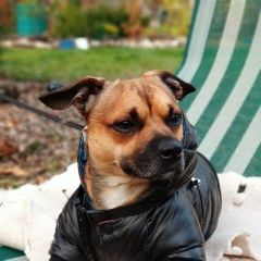 Подробнее об объявлении «Пропала собака кобель вознаграждение нашедшему рублей Москва» Фото: пропала собака  «Пропала собака кобель вознаграждение нашедшему...» в г. Москва